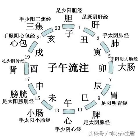 十二經絡口訣|十二經絡循行順序口訣，巧記十二經絡，5分鐘就背會。